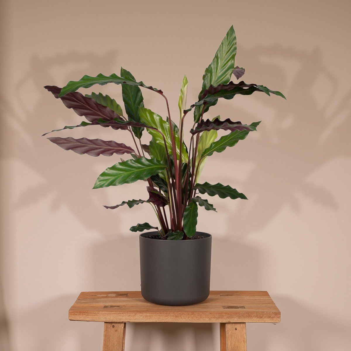  Calathea Rufibarba - 50cm