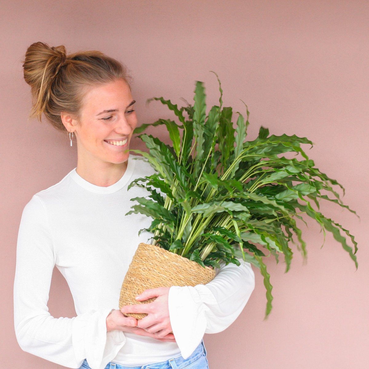  Calathea Rufibarba Bluegrass | Groene Kamerplant | Potmaat 17cm | Hoogte 60cm | Geleverd In Kwekerspot