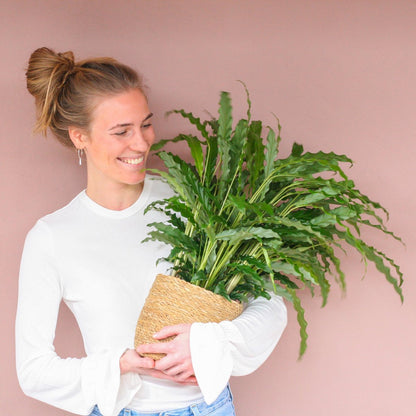 Calathea Rufibarba Bluegrass | Groene Kamerplant | Potmaat 17cm | Hoogte 60cm | Geleverd In Kwekerspot