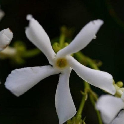  Witte Toscaanse Jasmijn (Sterjasmijn) - Klimplant | Wit - Groenblijvend / Wintergroen En Winterhard - ClematisOnline | 1,5 Liter Pot - Deze Jasmijn Plant Kan Gecombineerd Worden Met Andere Klimplanten Zoals Clematis Of Rozen In Bijv. Een Klimrek