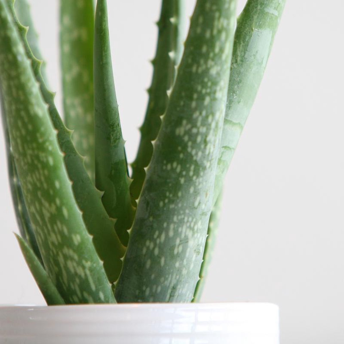  Aloe Vera Plant | Inclusief Biobased Pot | Kamerplanten | Bloompost