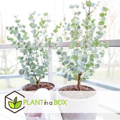  Plant In A Box - Eucalyptus Pulverulenta 'Baby Blue' - Set Van 2 - Pot 13cm - Hoogte 25-40cm