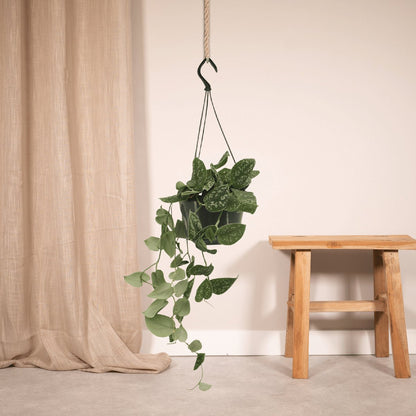  Scindapsus Pictus - Epipremnum - 25cm