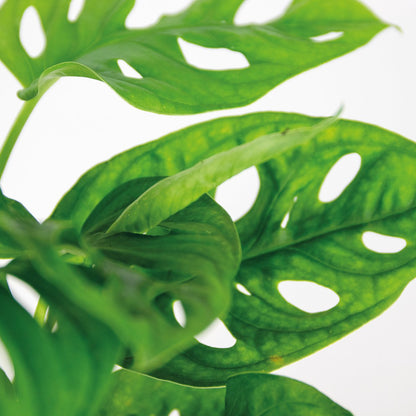  Monstera Adansonii 'Monkey Leaf' - Gatenplant - Kamerplant - Luchtzuiverend - ⌀12 Cm - 20-25 Cm