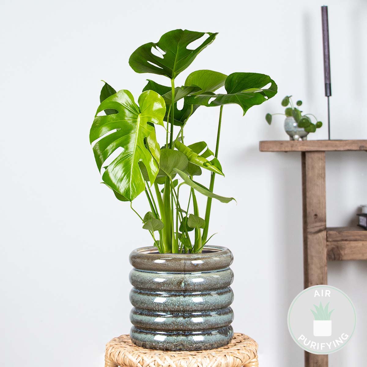  Monstera Deliciosa - Gatenplant - Kamerplant - Luchtzuiverend - ⌀17 Cm - 50-60 Cm