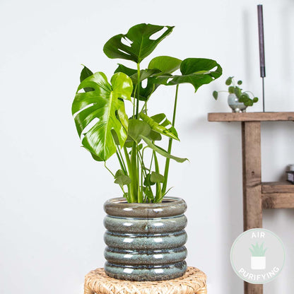  Monstera Deliciosa - Gatenplant - Kamerplant - Luchtzuiverend - ⌀17 Cm - 50-60 Cm