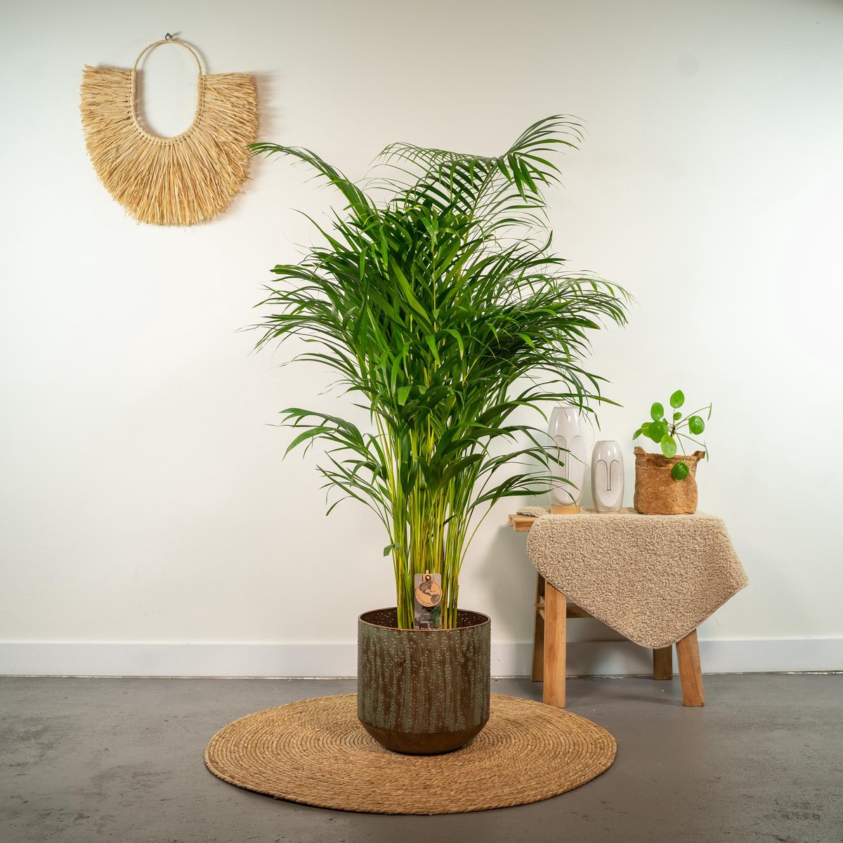  XXL Areca Palm - Goudpalm, Dypsis Lutescens - 130 Cm Hoog, ø24cm - Grote Kamerplant - Tropische Palm - Luchtzuiverend - Vers Van De Kwekerij