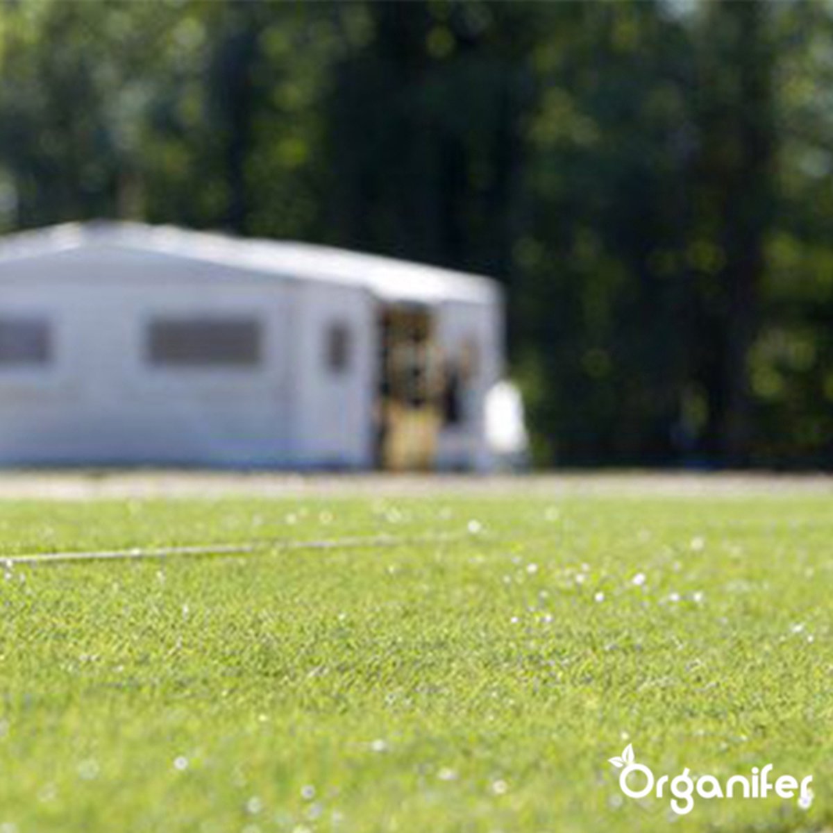  Speelgazon Graszaad (1kg Voor 50m2) - Snelkiemend En Zelfherstellend Sportgazon Bestand Tegen Betreding - Resilient - Organifer