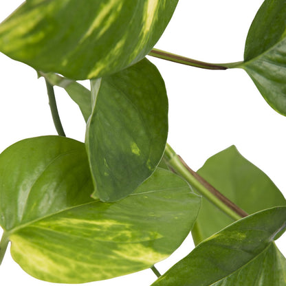  WL Plants - Epipremnum Aureum - Drankenklimop - Hangplant - Hangplanten Voor Binnen - Kamerplanten - Ook Geschikt Als Klimplant - Gemakkelijk Te Verzorgen - ± 30cm Hoog - 17cm Diameter - In Kweekpot