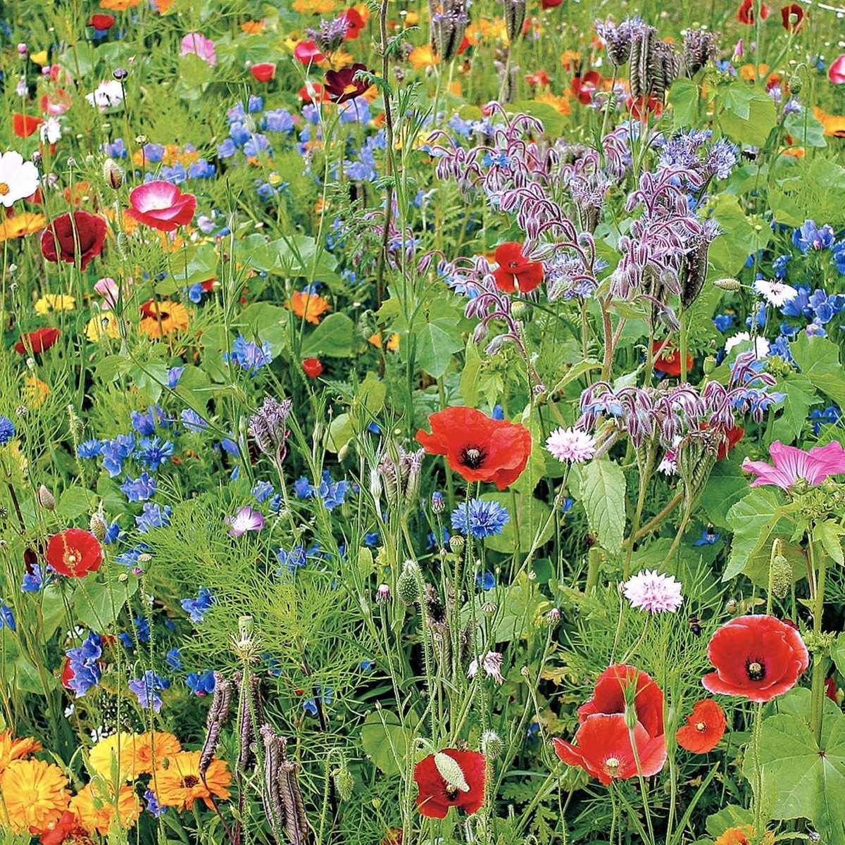  Buzzy Gemengde Wilde Bloemen Zaden Voor Zeker 25m2 - Gemengde Bloemen - Cadeau - Kerstcadeau - Garden Select