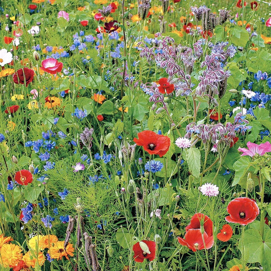  Buzzy Gemengde Wilde Bloemen Zaden Voor Zeker 25m2 - Gemengde Bloemen - Cadeau - Kerstcadeau - Garden Select