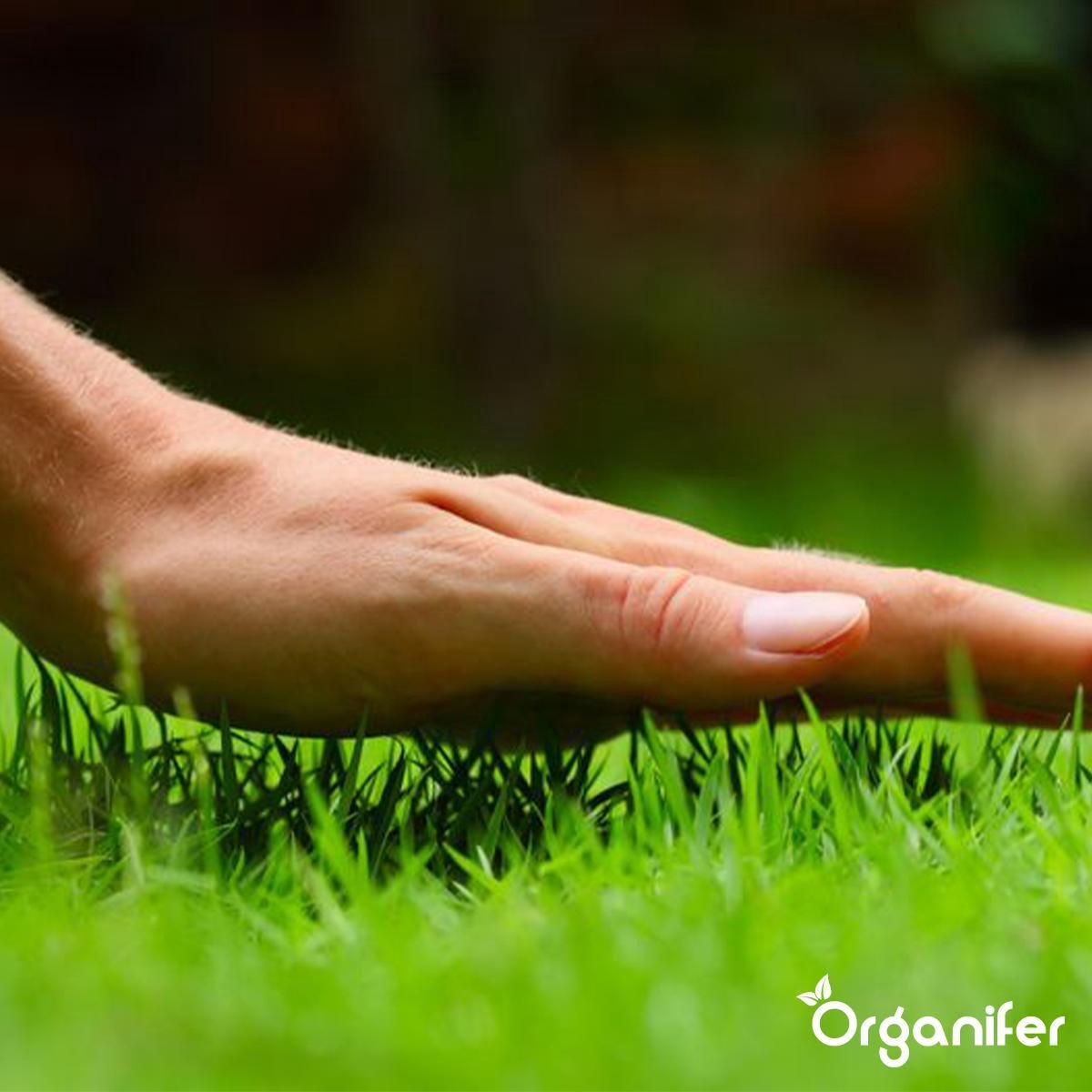  Herstelgazon Graszaad Met Grote Kiemkracht – Fast Repair (1 Kg Voor 50m2) Organifer