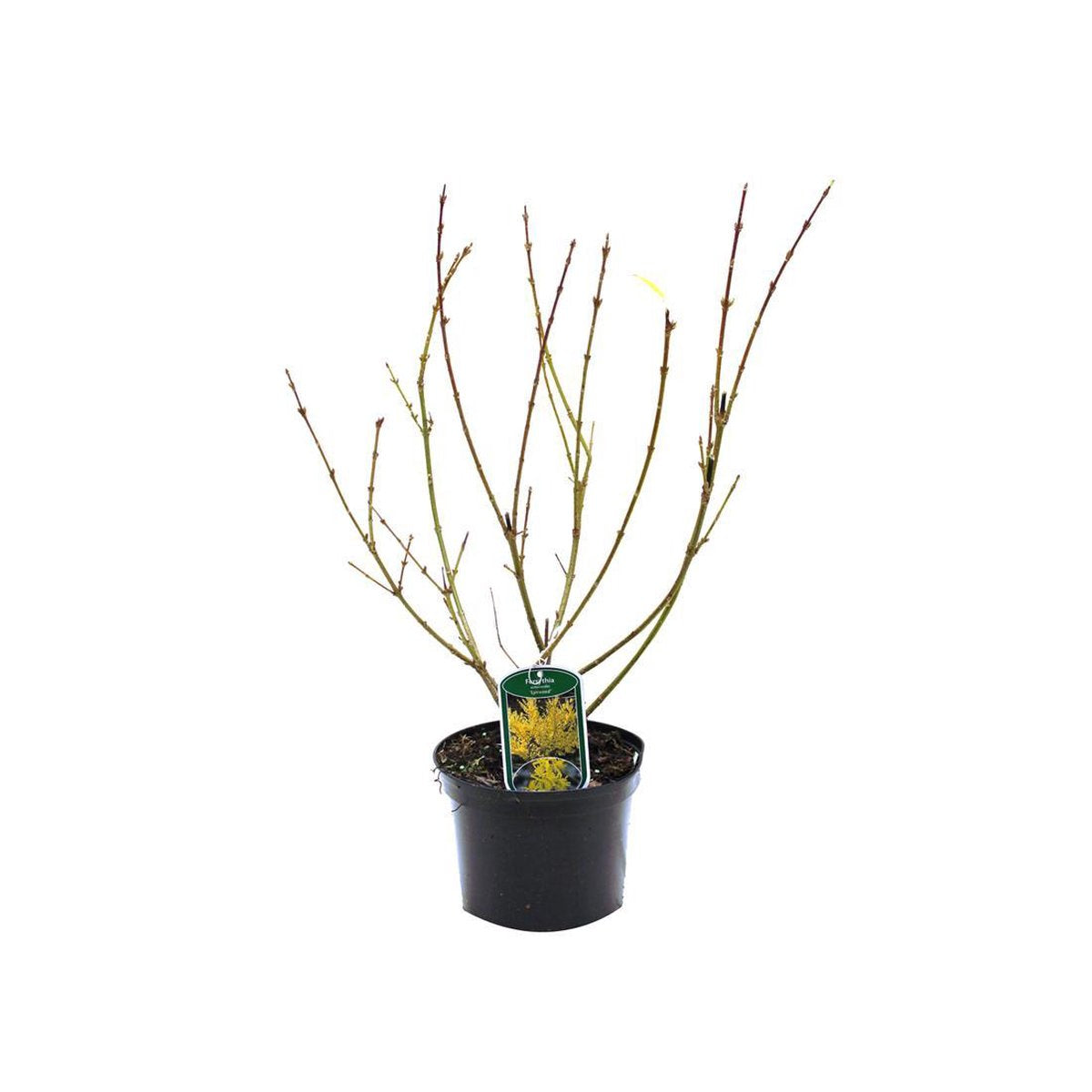  Forsythia Intermedia 'Lynwood' - Chinees Klokje 50-60 Cm In Pot