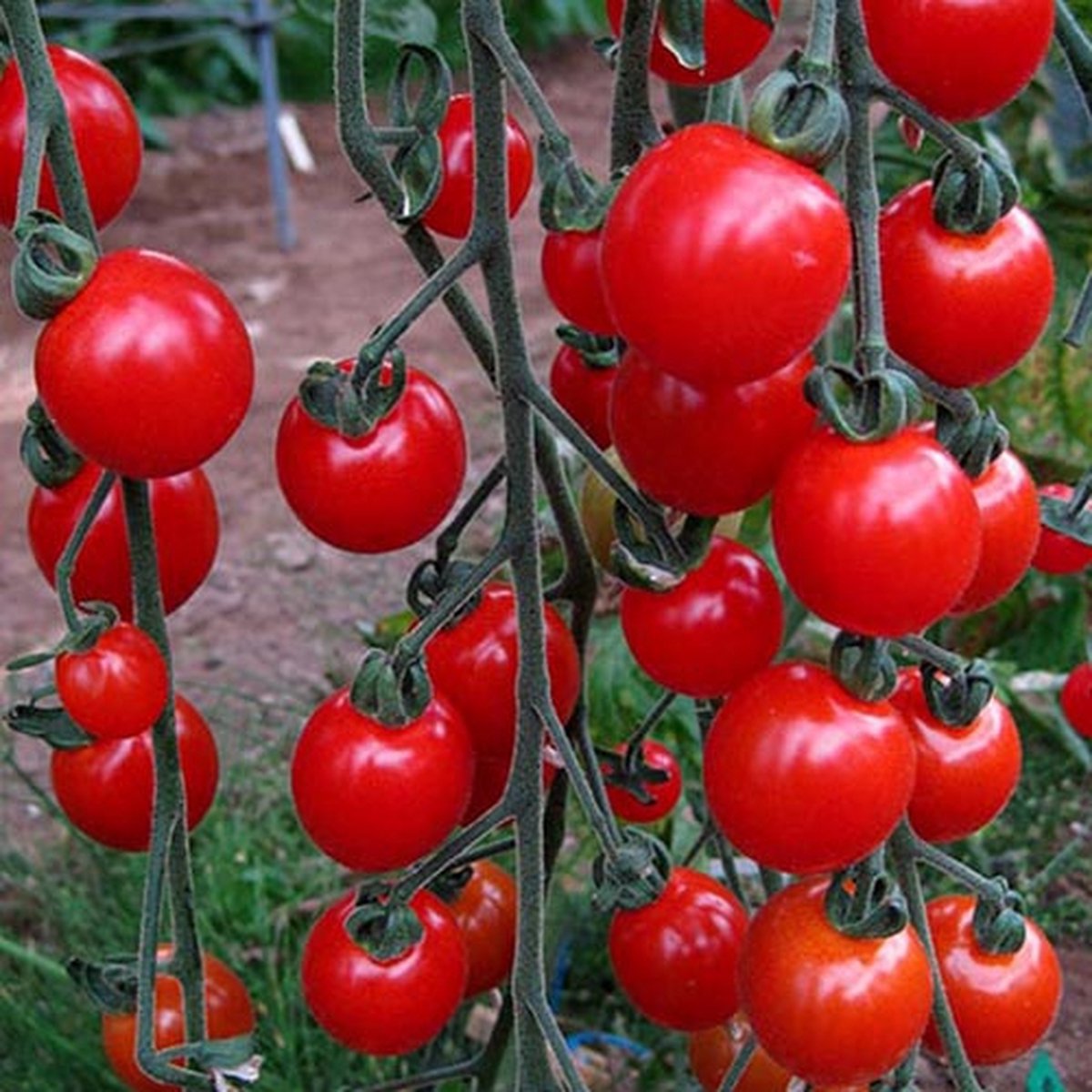  Tomaten Zaden - Cherrytomaat Supersweet F1