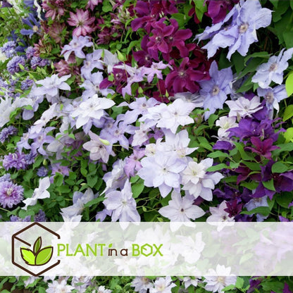  Plant In A Box - Mix Van 3 Clematis - Clematis Hybrid 'Mme Le Coultre', 'Hagley Hybrid', 'Polish Spirit' - Pot 9cm - Hoogte 25-40cm
