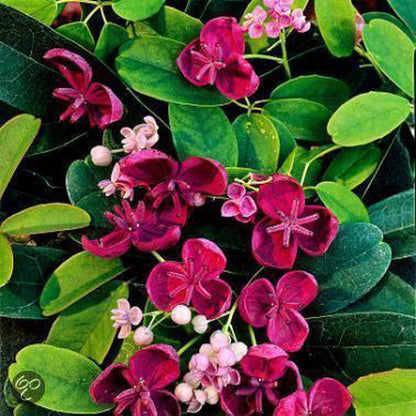  Akebia Quinata - Klimplant | Paars - Meerjarig En Groenblijvende Tuinplanten / Wintergroen - Bijnamen: Schijnaugurk / Klimbes | 1,5 Liter Pot