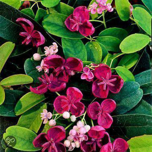  Akebia Quinata - Klimplant | Paars - Meerjarig En Groenblijvende Tuinplanten / Wintergroen - Bijnamen: Schijnaugurk / Klimbes | 1,5 Liter Pot