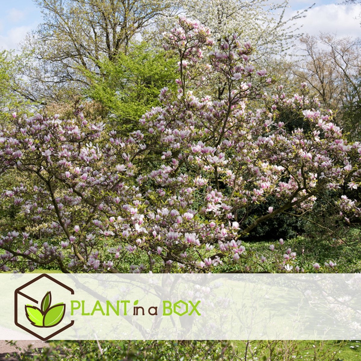  Plant In A Box - Magnolia Stellata - Set Van 3 - Brede Struik/Kleine Boom Winterhard - Roze Bloemen - Pot 9cm - Hoogte 25-40cm