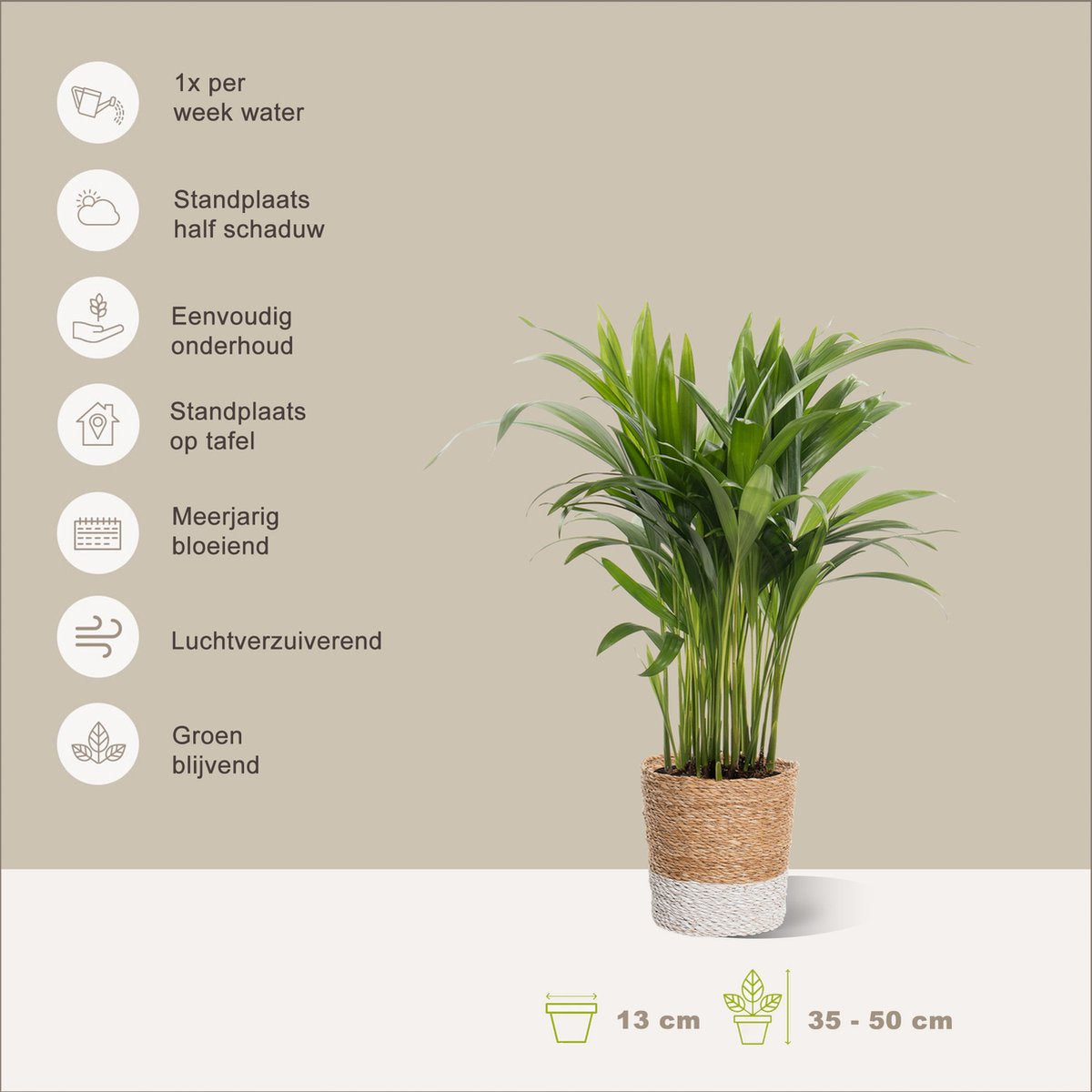  Areca In Siermand Amber Wit – Luchtzuiverende Kamerplant – Eenvoudig Te Onderhouden Goudpalm - ↕35-50cm - Ø13 – Geleverd Met Plantenpot – Vers Uit De Kwekerij