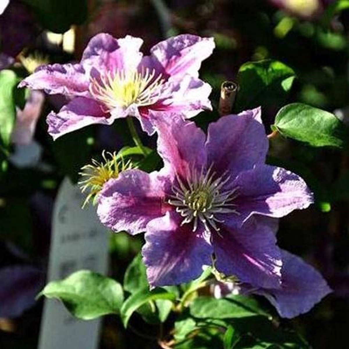  2 X Clematis Piilu - Set Van 2 Klimplanten - Roze, Meerjarig &amp; Winterharde Tuinplanten | 2 X 1,5 Liter Potten