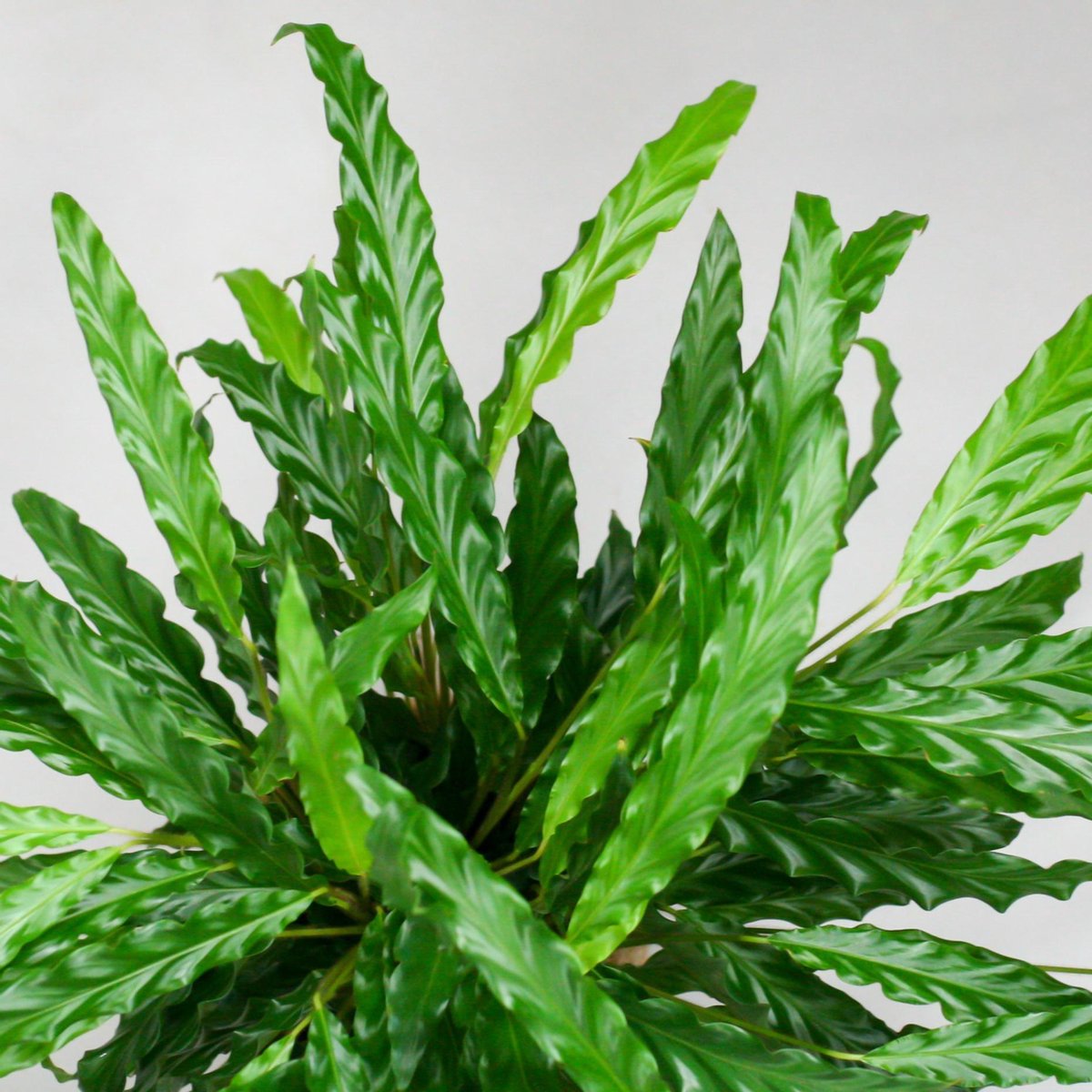  Calathea Rufibarba Bluegrass | Groene Kamerplant | Potmaat 17cm | Hoogte 60cm | Geleverd In Kwekerspot