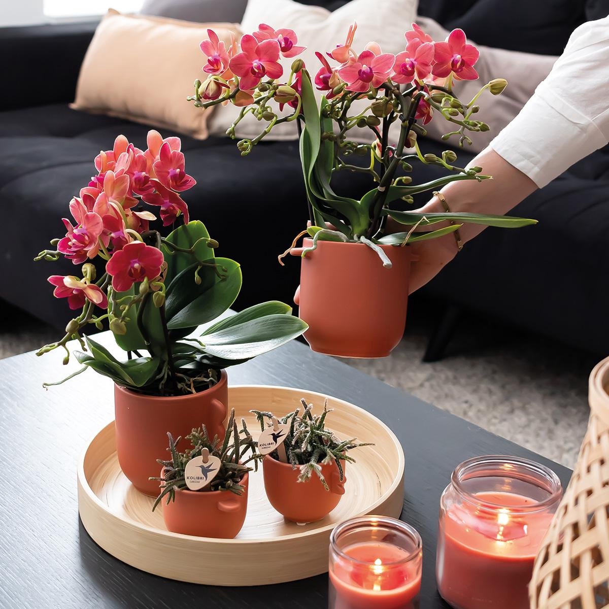  Kolibri Orchids | COMBI DEAL Van 2 Rode Phalaenopsis Orchideeën - Congo - Potmaat Ø9cm Bloeiende Kamerplant - Vers Van De Kweker