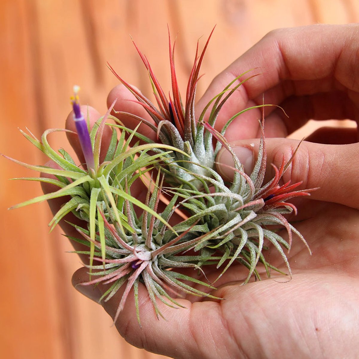  Ecoworld Luchtplantjes Spray - 125 Ml - Spray Voor Tillandsia Luchtplanten - 100% Biologische Airplant Verzorgingspray - Uit Eigen Kwekerij
