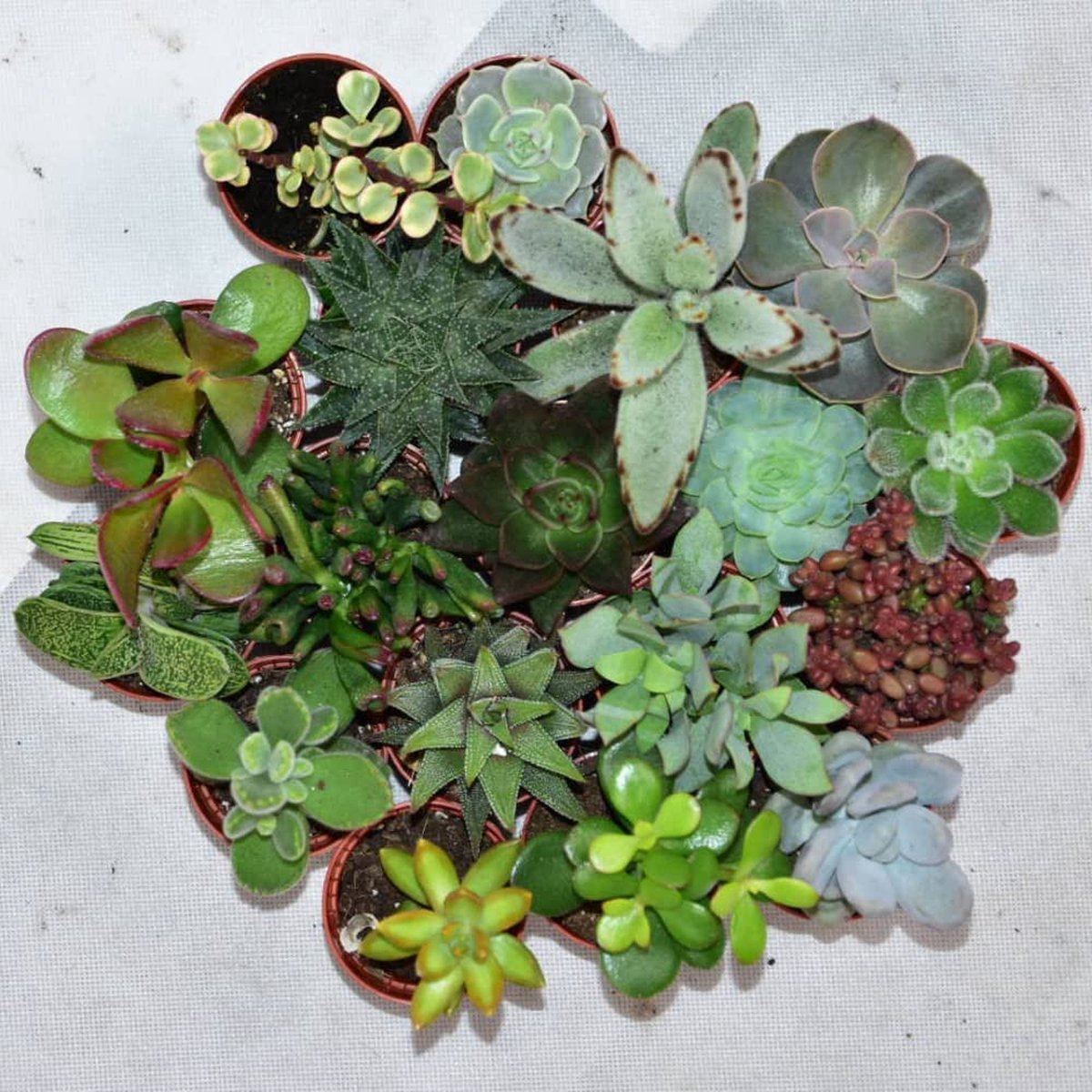  ZynesFlora - Mini Succulenten Mix - 30 Stuks - Ø 5,5 Cm - Hoogte: 5-10 Cm - Vetplanten - Kamerplant