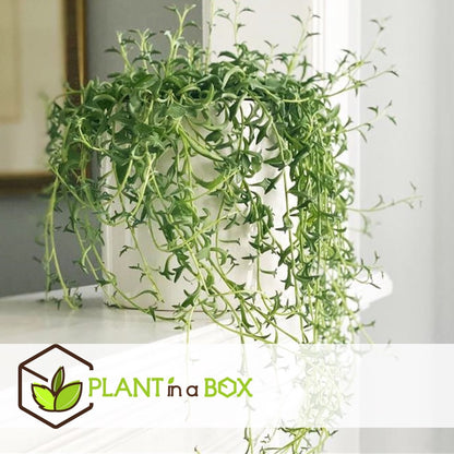 Plant In A Box - Senecio Peregrinus - Set Van 2 Hangplanten - Kamerplant - Dolfijnenplant - Pot 12cm - Hoogte 10-20cm