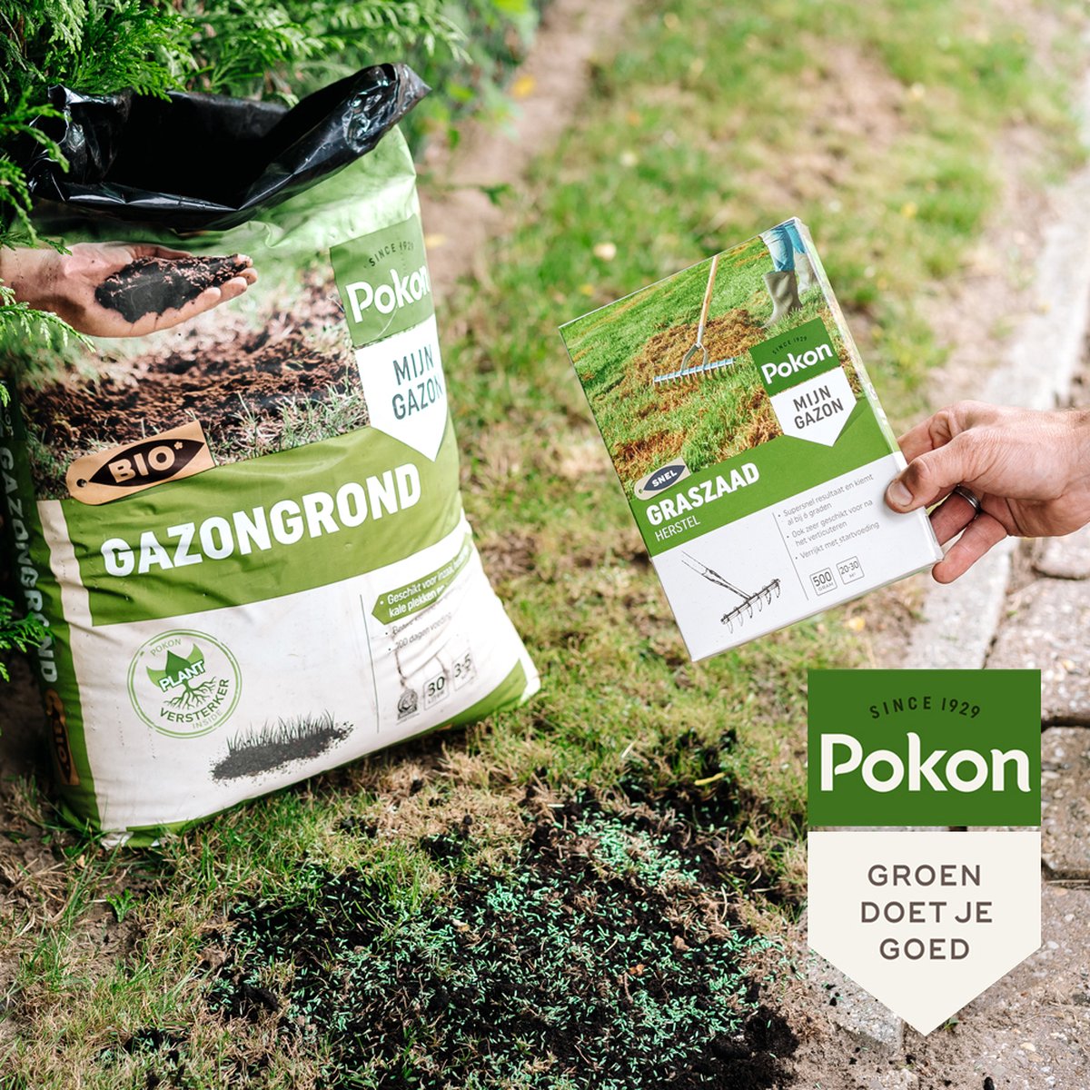  Pokon Graszaad Herstel - 2kg - Gazonherstel - Geschikt Voor 80m² Tot 120m² - Supersnel Egaal Groen Gras