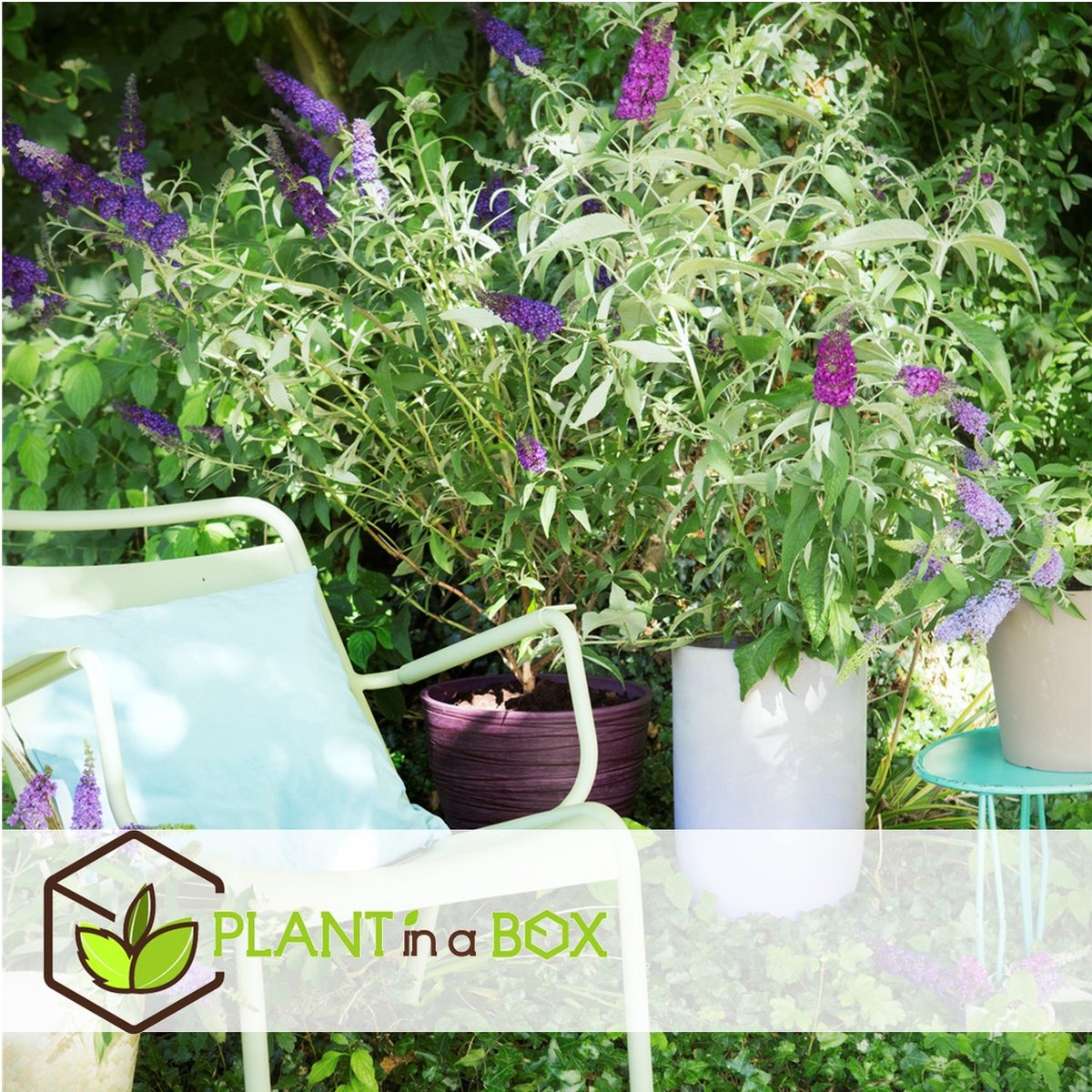  Plant In A Box - Mix Van 3 Vlinderstruiken - Buddleja Davidii 'Nanho Blue', 'Pink Delight', 'White Profusion' - Pot 9cm - Hoogte 25-40cm