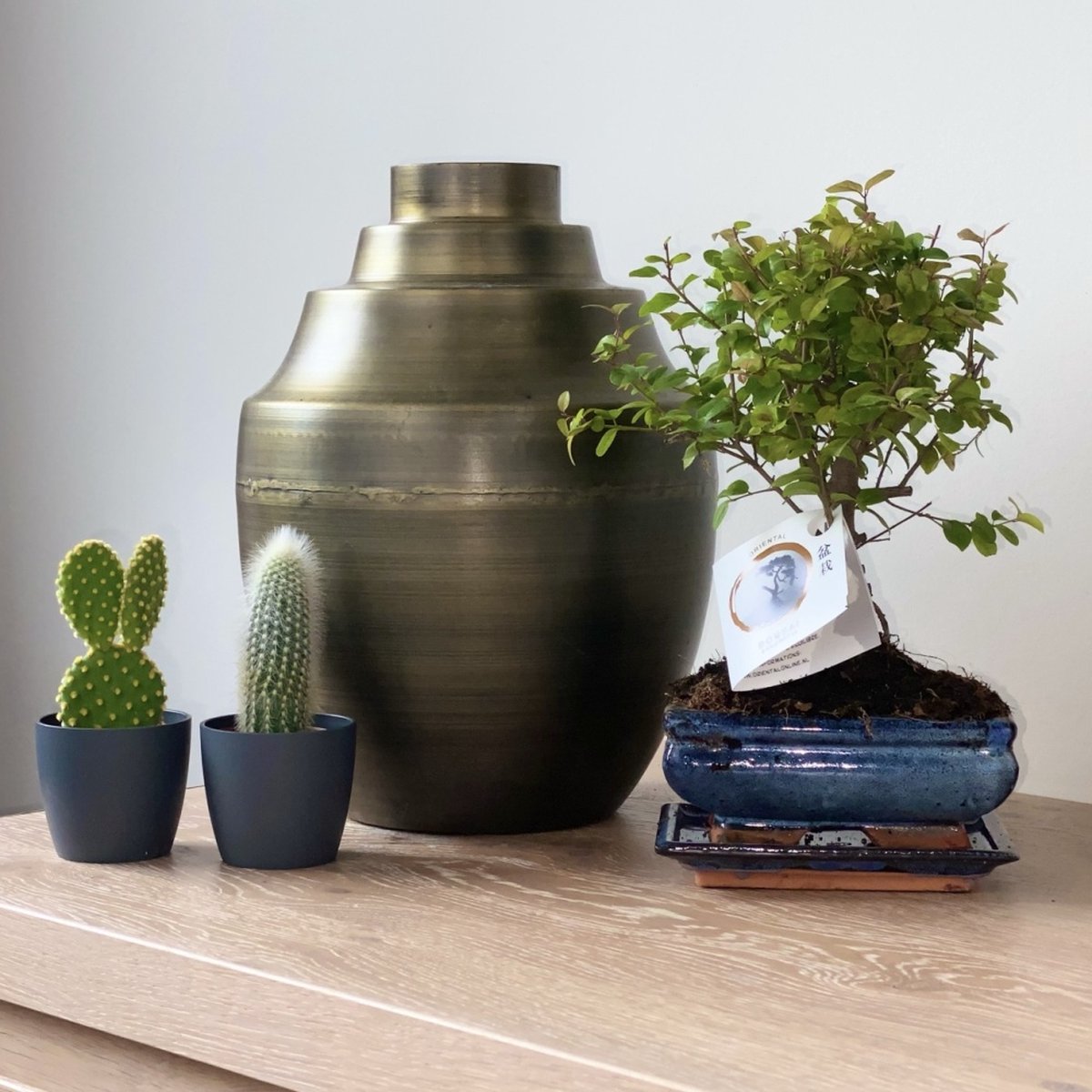  ZynesFlora - Bonsai In Keramiek - Kamerplant In Pot - Ø 15 Cm - Hoogte: 25-30 Cm - Kamerplant