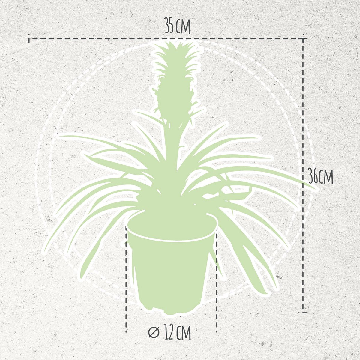  Breasy Ananasplant | Anti-snurk Plant | 1 Stuks | Ø 13cm | 35-40 Cm