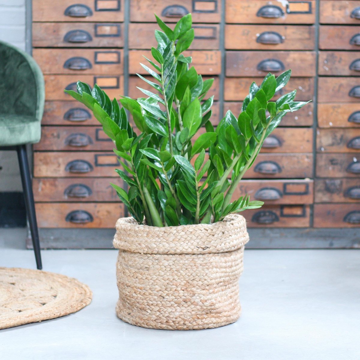  Zamioculcas Zamiifolia | Groene Kamerplant | Palm | Pot 21cm | Hoogte 75 Cm | Geleverd In Kwekerspot