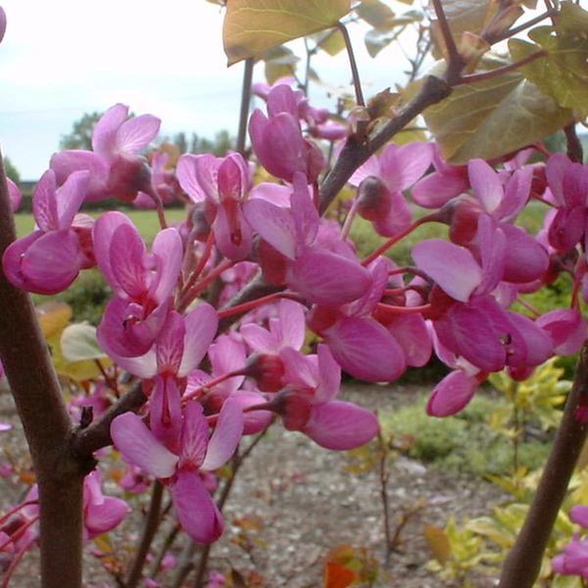  Cercis Siliquastrum - Judasboom 40-50 Cm In Pot