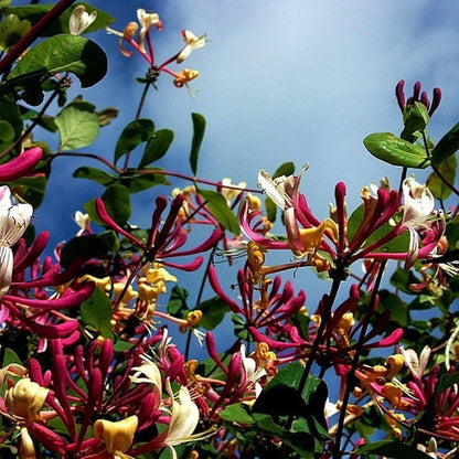  2 X Kamperfoelie Red World (Lonicera - Groenblijvend / Wintergroen): Set Van 2 Kamperfoelie Red World Klimplanten - Rood/Oranje &amp; Winterharde Tuinplanten | 2 X 1,5 Liter Potten