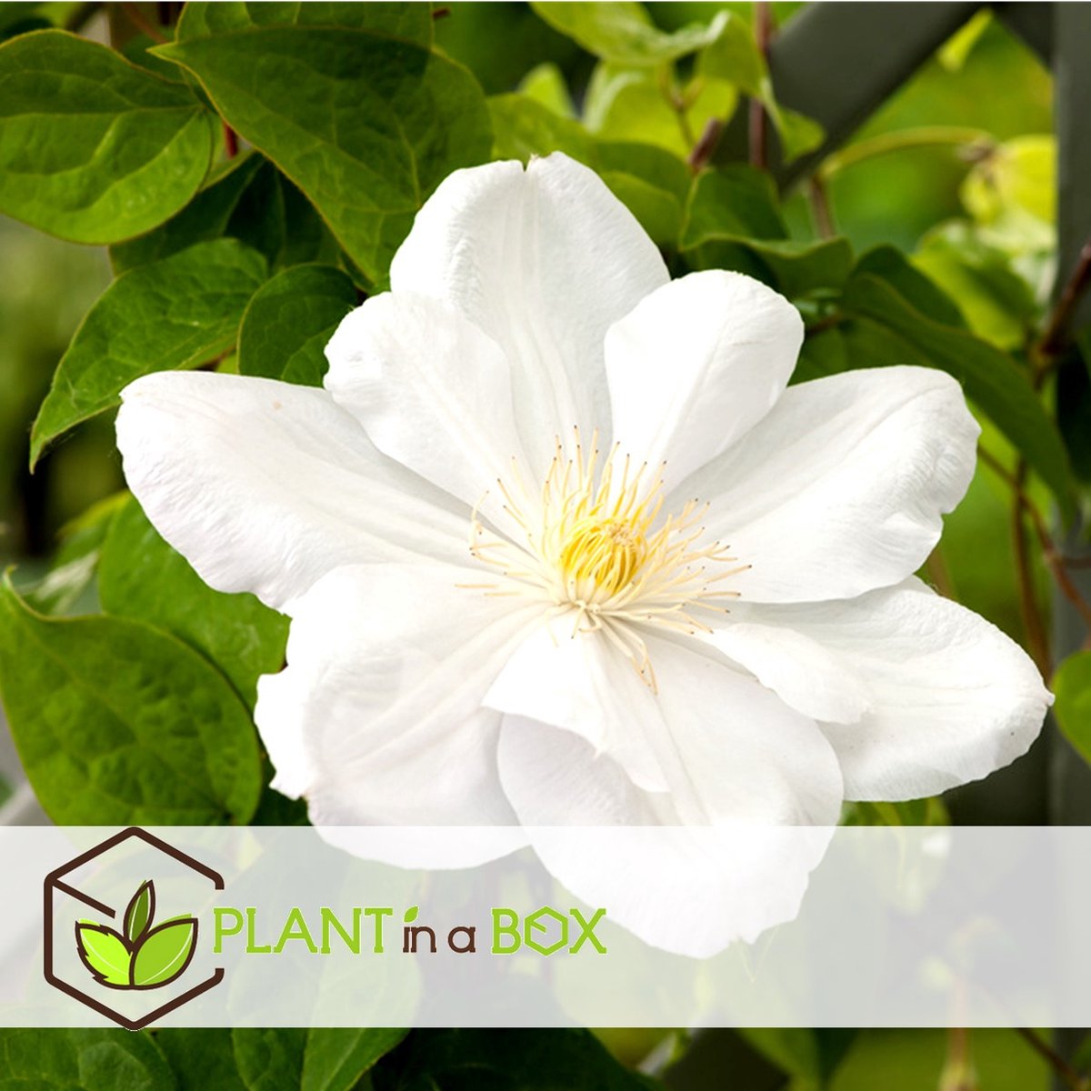  Plant In A Box - Mix Van 3 Clematis - Clematis Hybrid 'Mme Le Coultre', 'Hagley Hybrid', 'Polish Spirit' - Pot 9cm - Hoogte 25-40cm