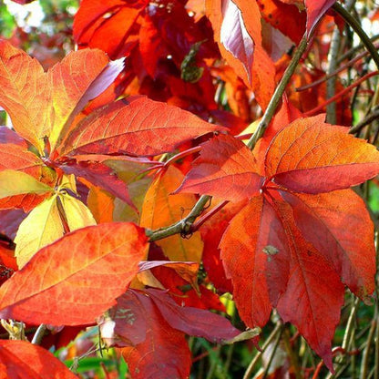  Wilde Wingerd / Parthenocissus Engelmannii - Klimplant | Rood Bladerig In De Herfst - Meerjarig En Winterharde Tuinplant | 1,5 Liter Pot