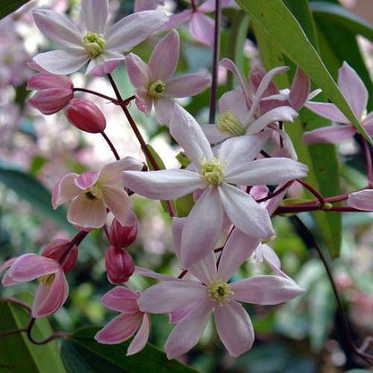  Clematis Apple Blossom | Roze - Meerjarig En Groenblijvend / Wintergroen - Winterharde Tuinplanten - Klimplant | 1.5 Liter Pot