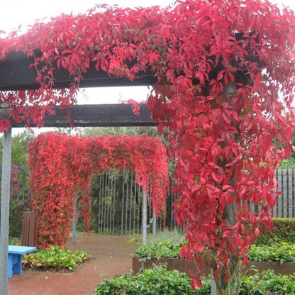  Wilde Wingerd / Parthenocissus Engelmannii - Klimplant | Rood Bladerig In De Herfst - Meerjarig En Winterharde Tuinplant | 1,5 Liter Pot