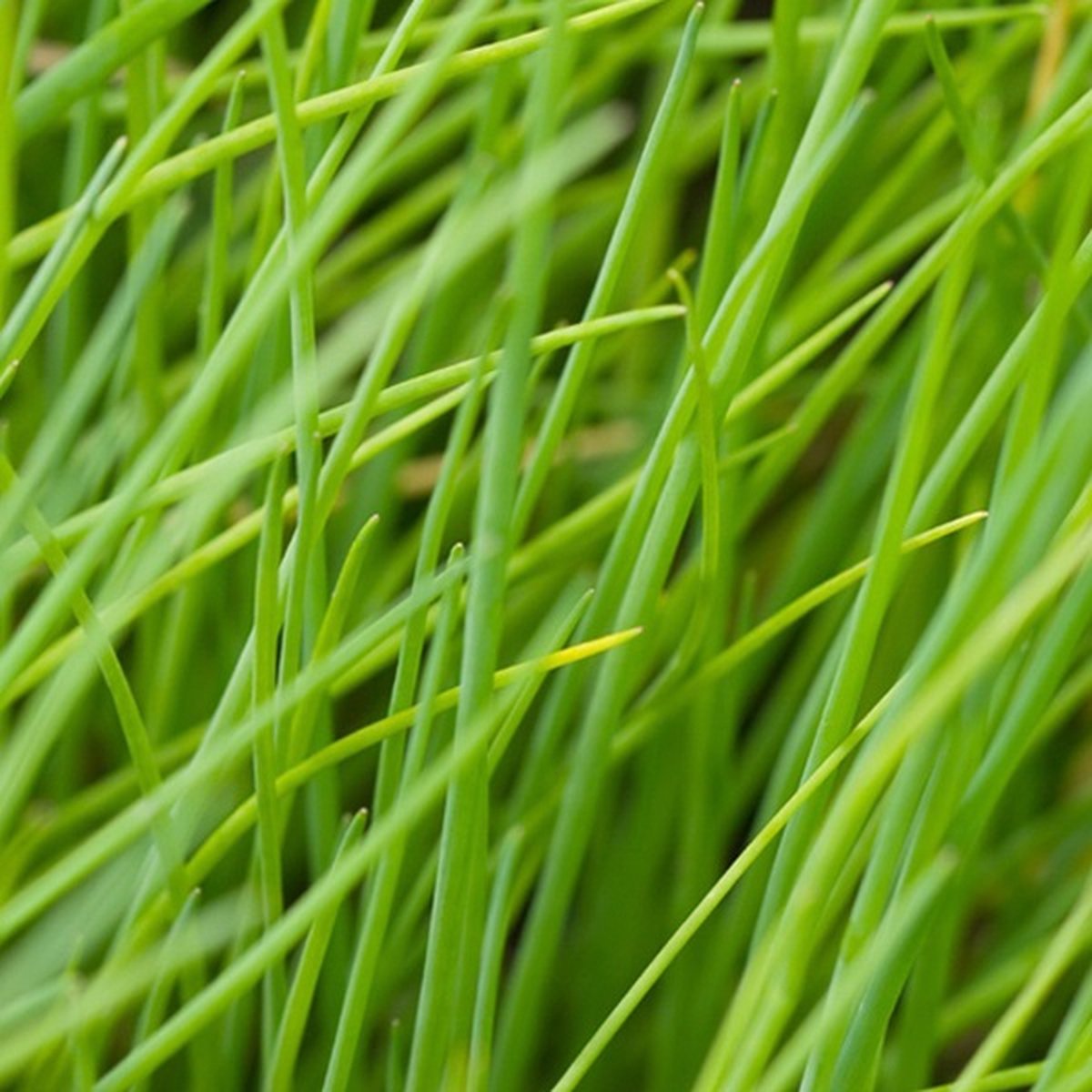  Kruidentuin - 6 Soorten Kruidenplanten: Maggi, Munt, Citroenmelisse, Curry, Rozemarijn, Tijm - Herbs - Kruidenplanten - Tuinplanten