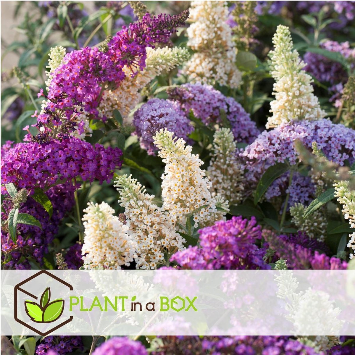  Plant In A Box - Mix Van 3 Vlinderstruiken - Buddleja Davidii 'Nanho Blue', 'Pink Delight', 'White Profusion' - Pot 9cm - Hoogte 25-40cm