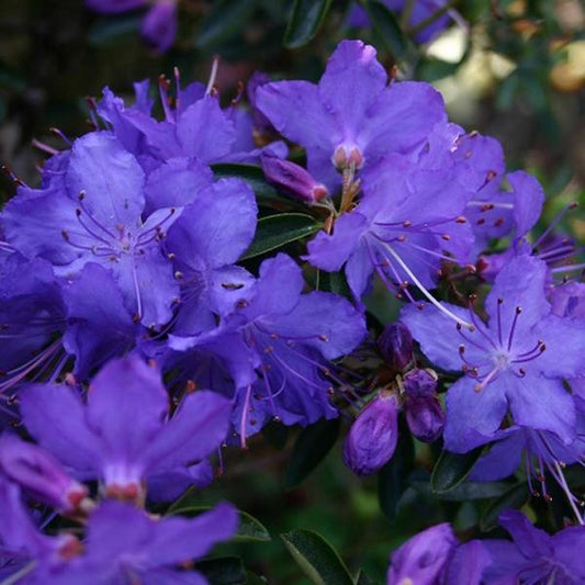  Rhododendron 'Gristede' 20-30 Cm In Pot