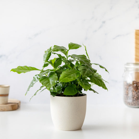  Koffieplant | Coffea Arabica | Inclusief Viber Pot: Duurzaam &amp; Biologisch Afbreekbaar | Kamerplant | Bloompost