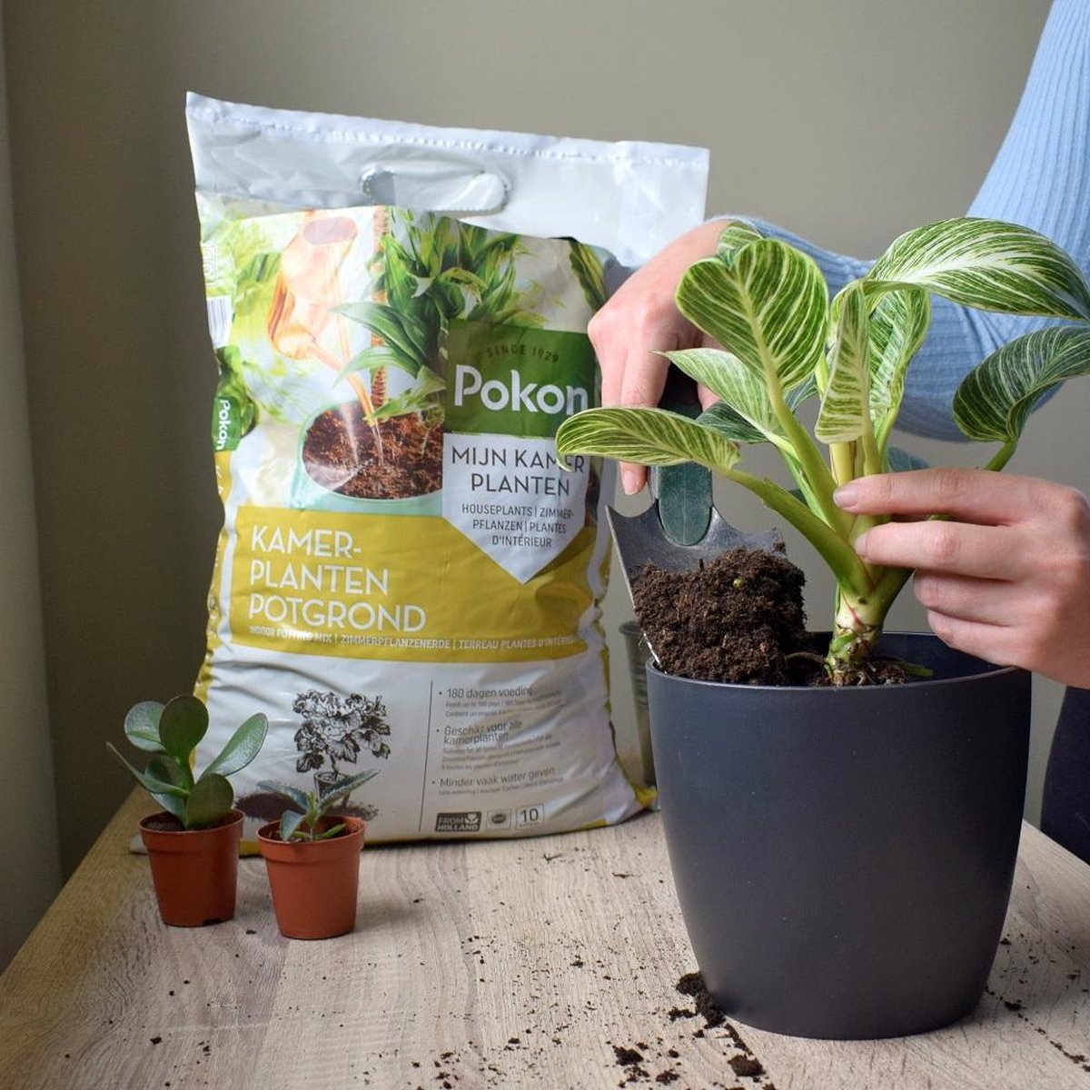  Pokon Kamerplanten Potgrond - 20l - Potgrond (kamerplant) - 6 Maanden Voeding