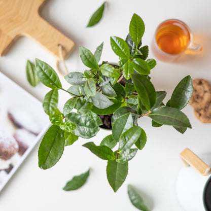  Theeplant | Inclusief Biobased Pot | Kamerplanten | Bloompost