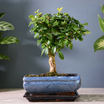  ZynesFlora - Bonsai In Keramiek - Kamerplant In Pot - Ø 15 Cm - Hoogte: 25-30 Cm - Kamerplant