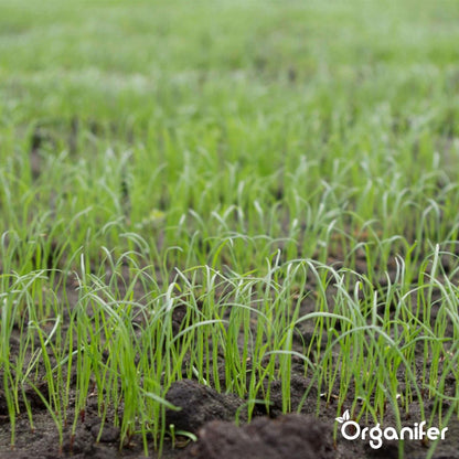  Herstelgazon Graszaad Met Grote Kiemkracht – Fast Repair (1 Kg Voor 50m2) Organifer