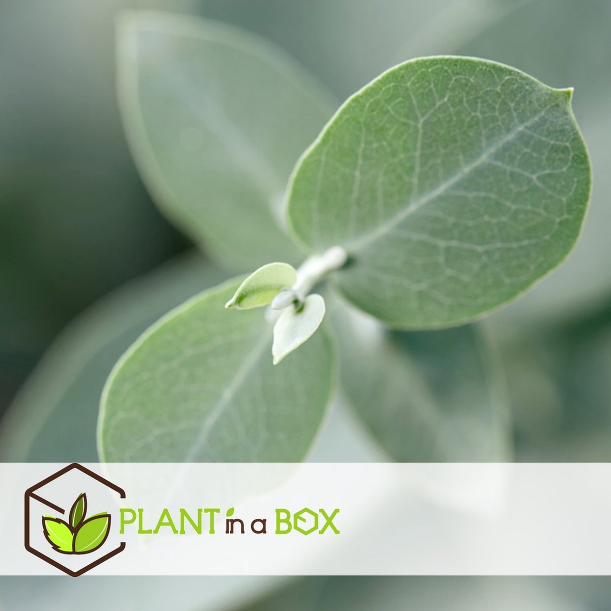  Plant In A Box - Eucalyptus Pulverulenta 'Baby Blue' - Set Van 2 - Pot 13cm - Hoogte 25-40cm