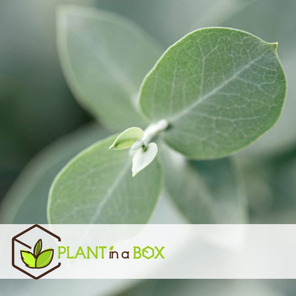  Plant In A Box - Eucalyptus Pulverulenta 'Baby Blue' - Set Van 2 - Pot 13cm - Hoogte 25-40cm